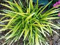 Pee Dee Gold Ingot Liriope / Liriope muscari 